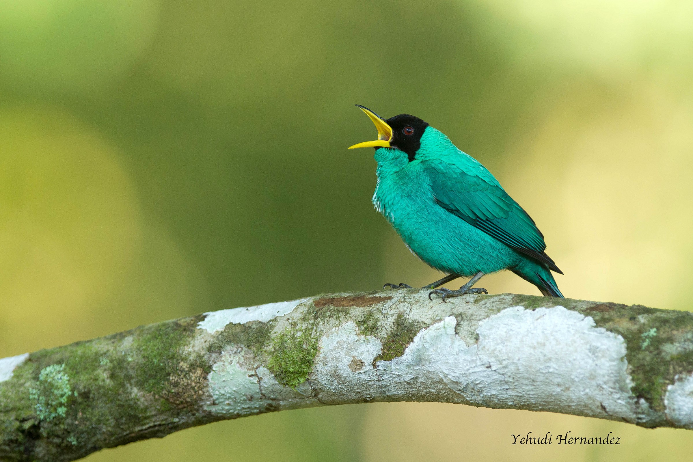 Green Honey Creeper