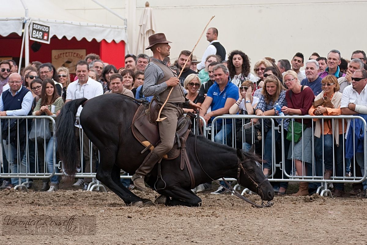 Entertainment Equestrian