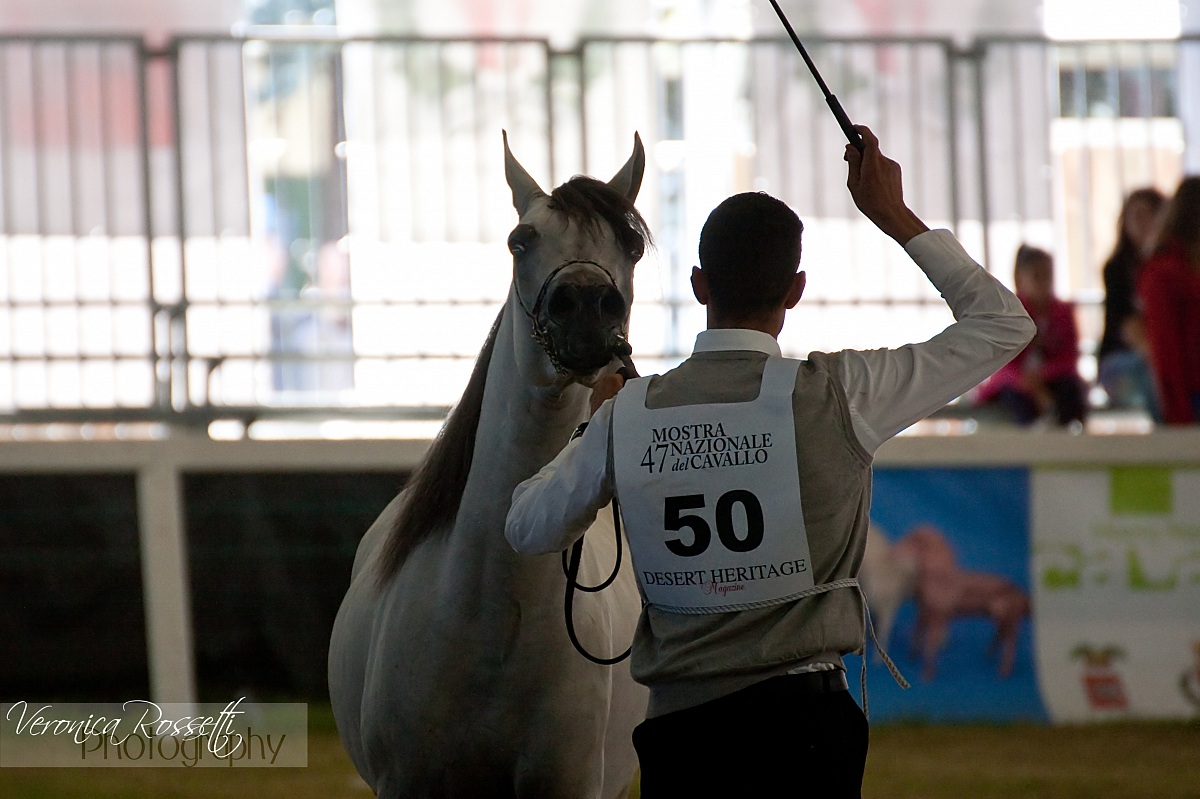 Gara di Morfologia - anica