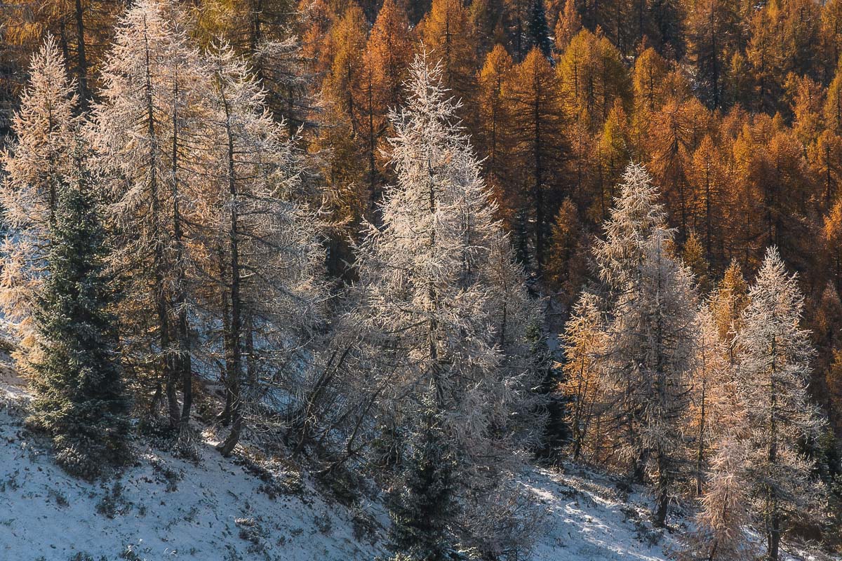 Larici in autunno
