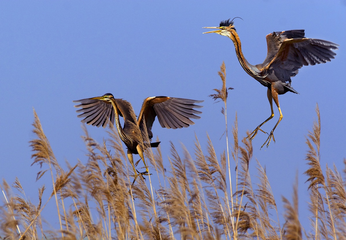 Purple Heron - pair in courtship
