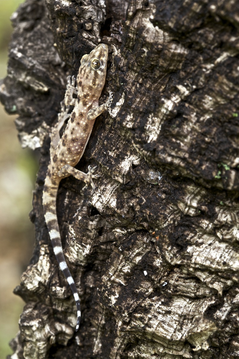 Hemidactylus turcicus