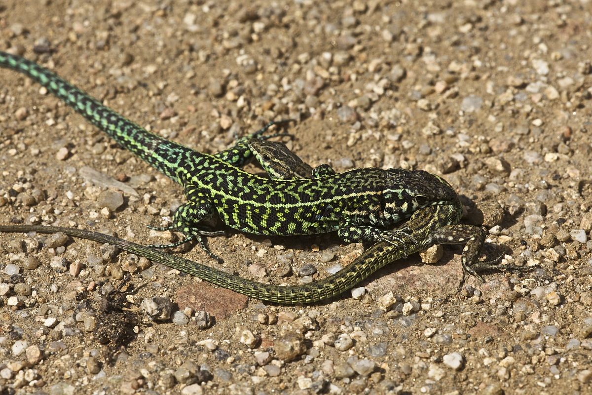 Lacerta tiliguerta (Mating)