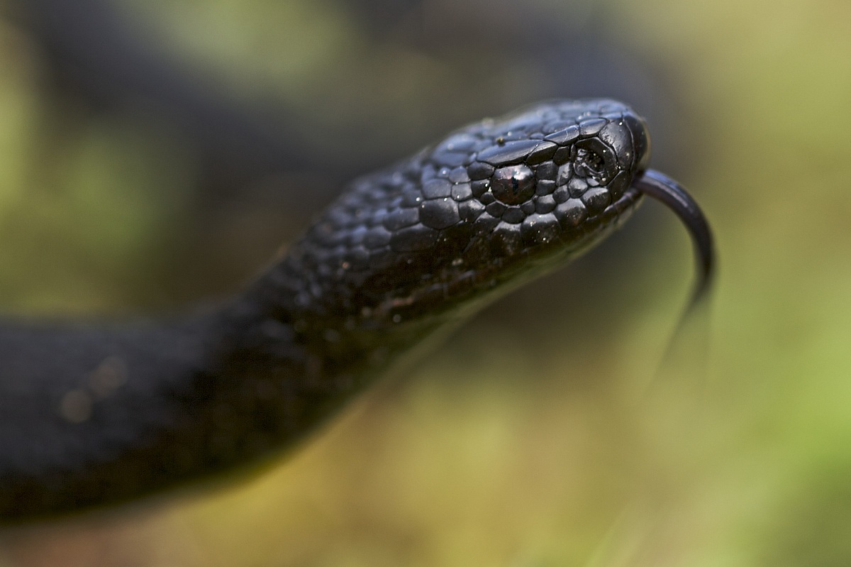 Vipera berus ago. melanic