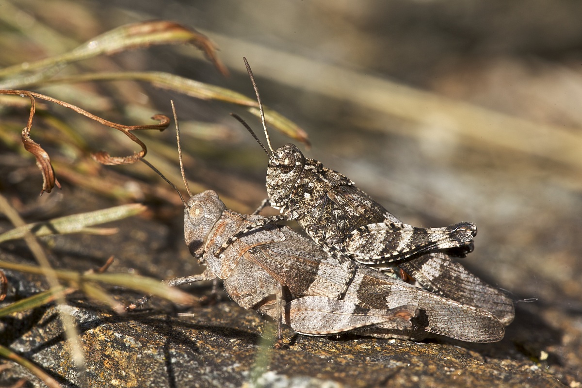 Oedipoda caerulescens