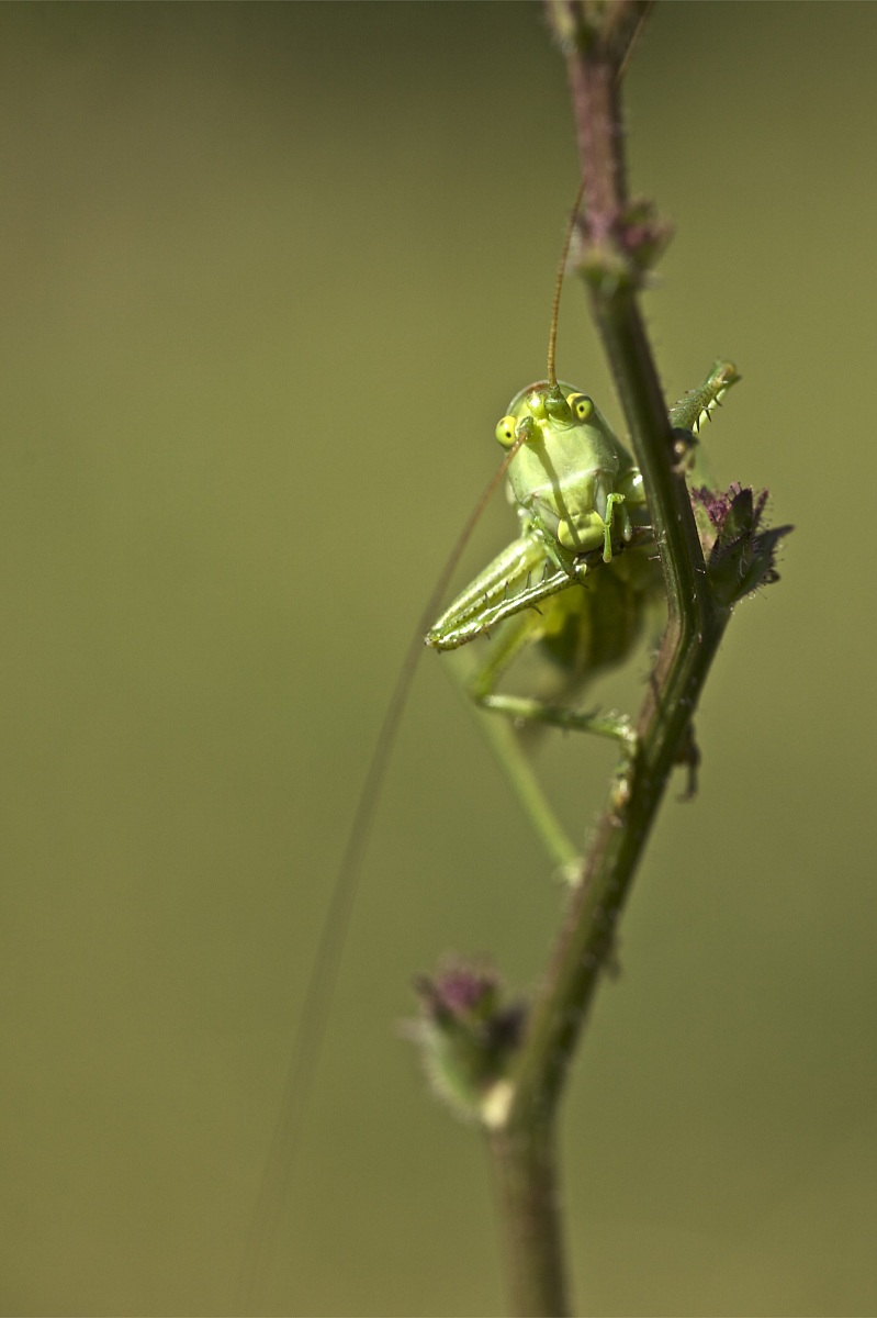Tettigonia viridissima