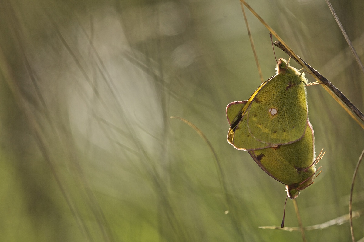 Colias sp. (Mating)