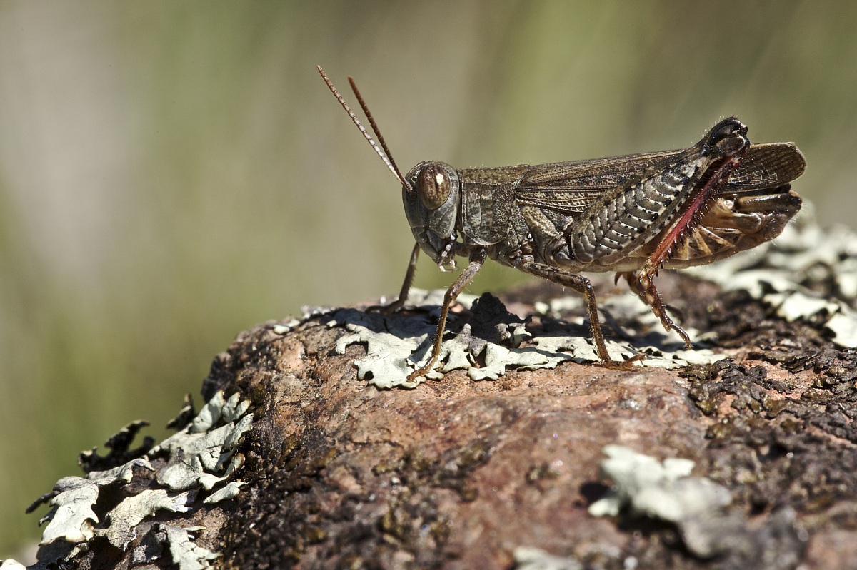 Calliptamus italicus