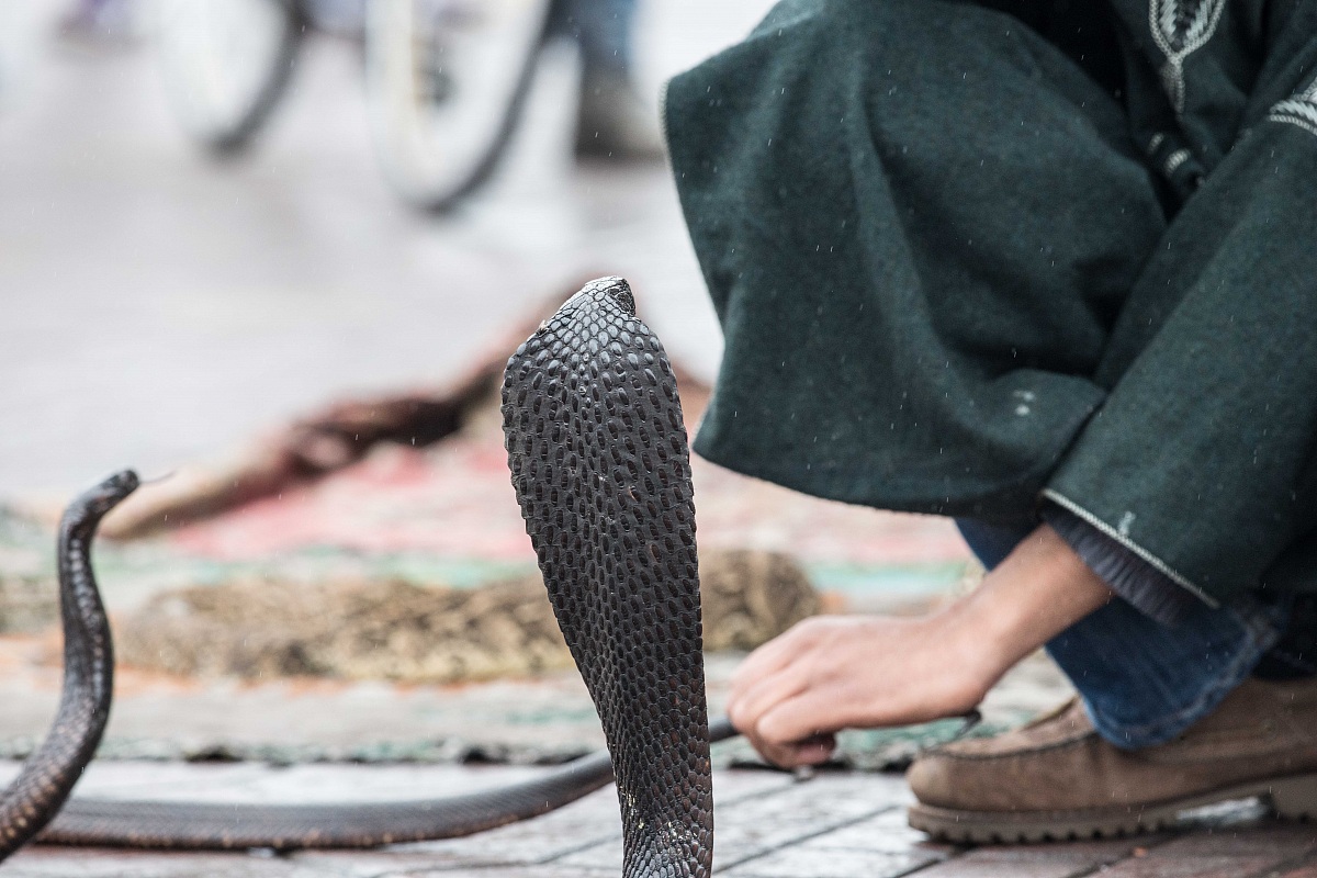 Incantatori di serpenti