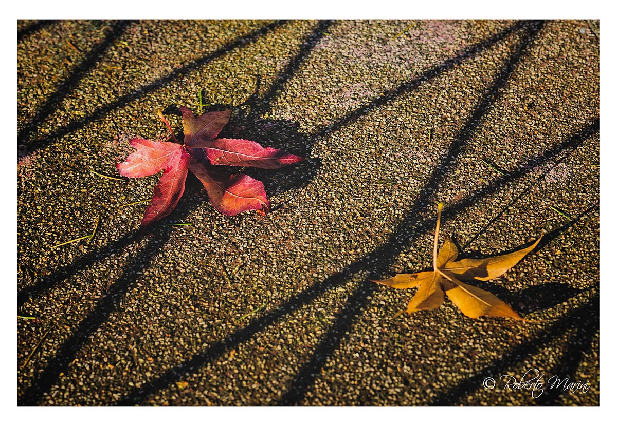 geometry leaves