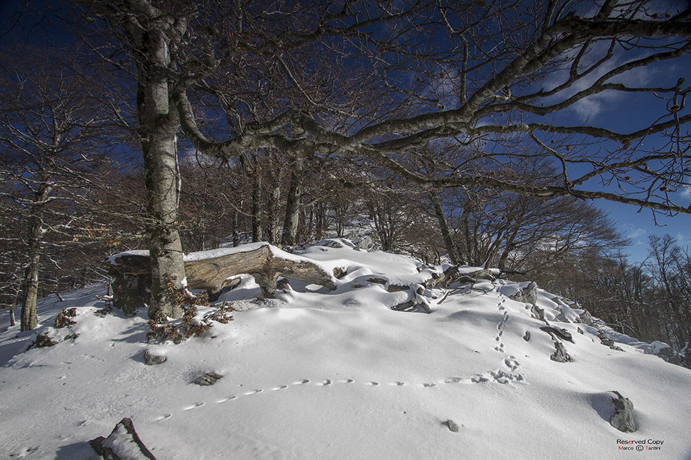 Quattro passi nella neve