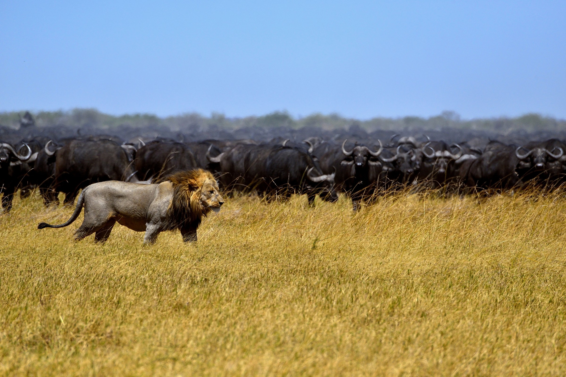 Botswana 2013 - Savuti - Il Re Leone