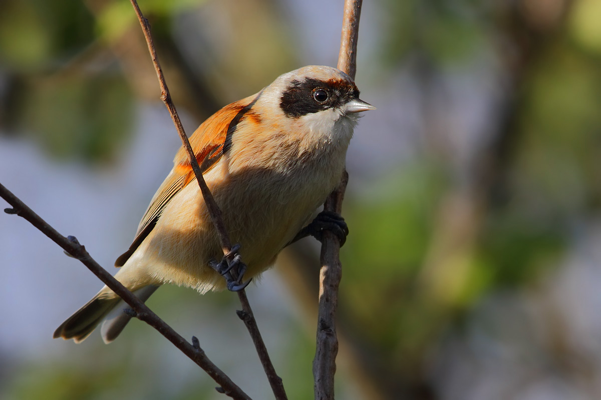 Pendolino lost in the woods