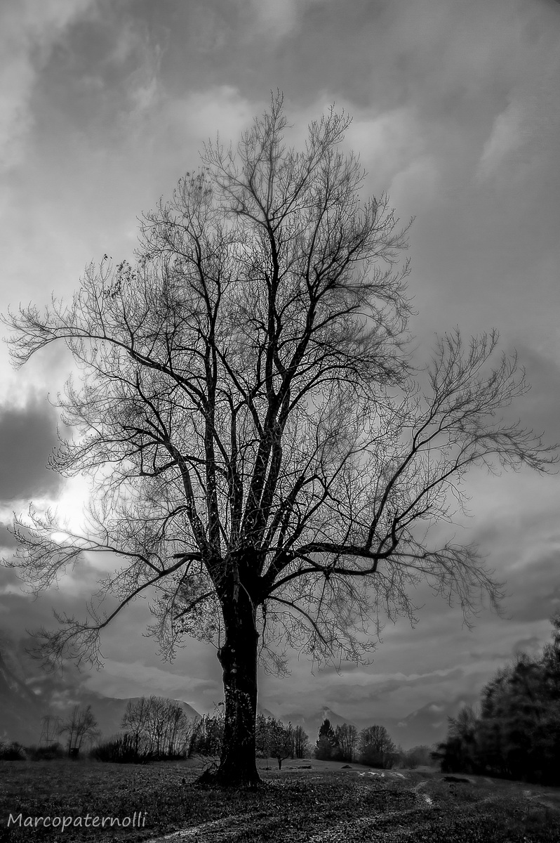 l'albero dei pensieri bn