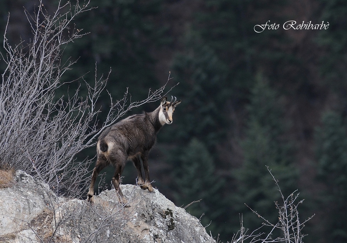 Camoscio... in cresta...