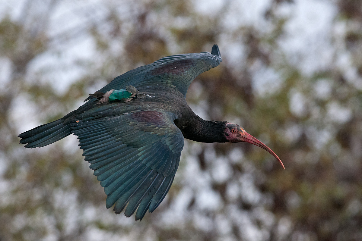 Ibis eremita in volo