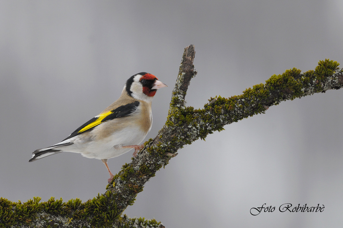 Goldfinch ....