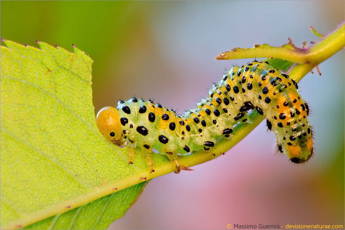Rose Sawfly