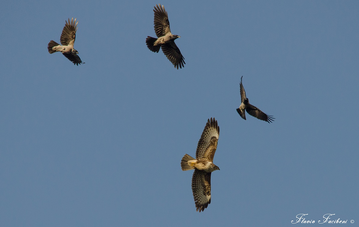 Poiana vs Cornacchie