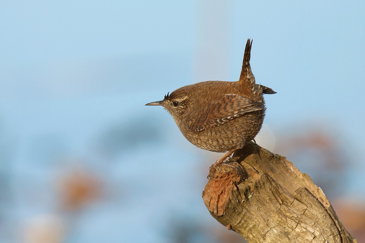 Finalmente lo scricciolo!