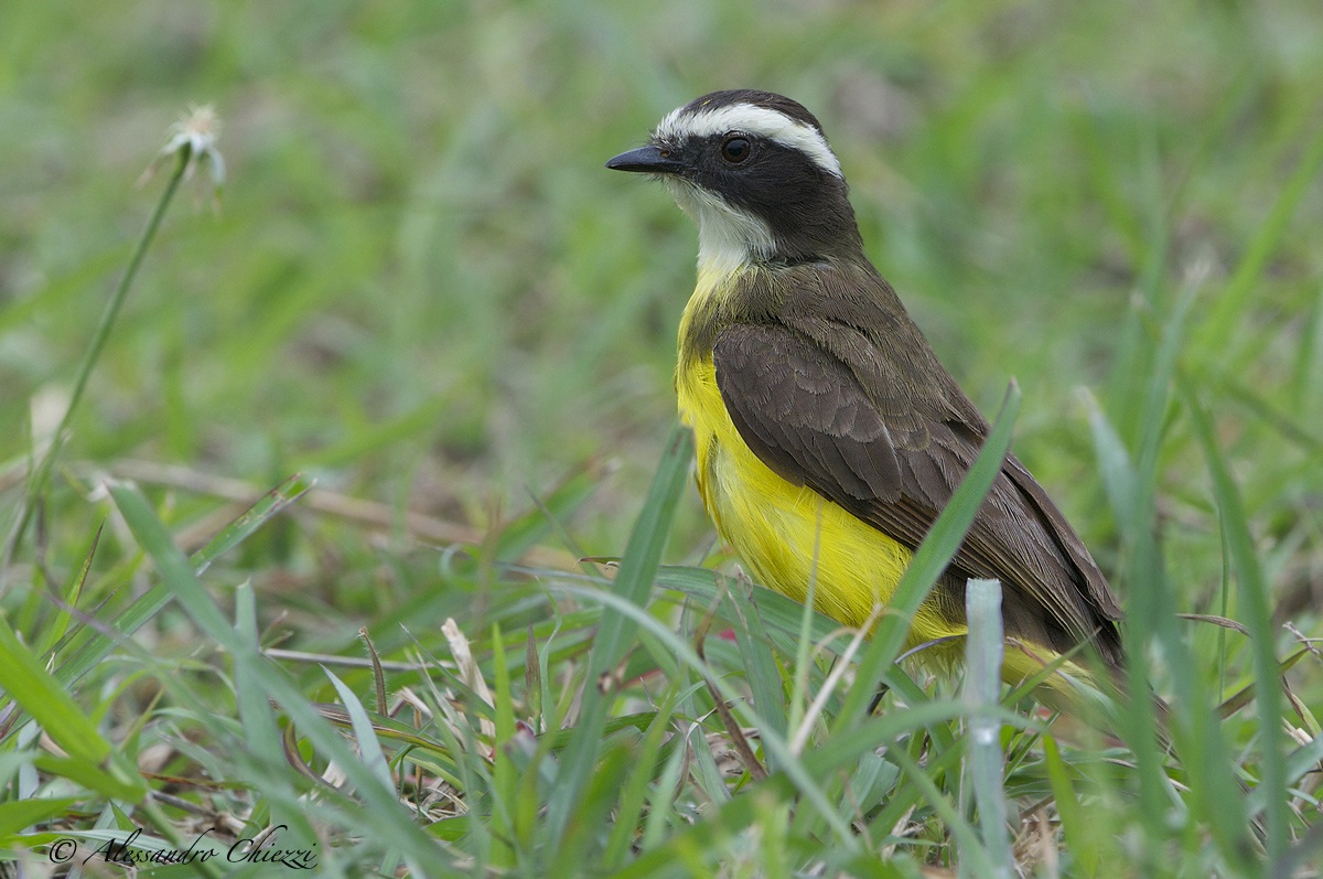 Flycatcher Pitango ventredorato