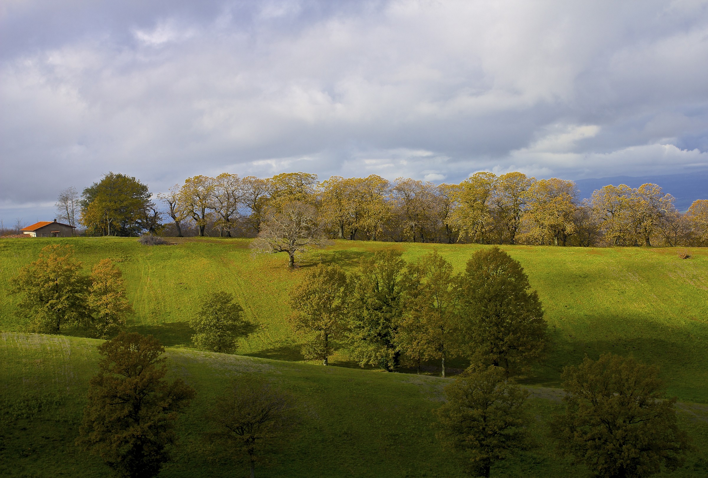 yorkshire ?..viterbese