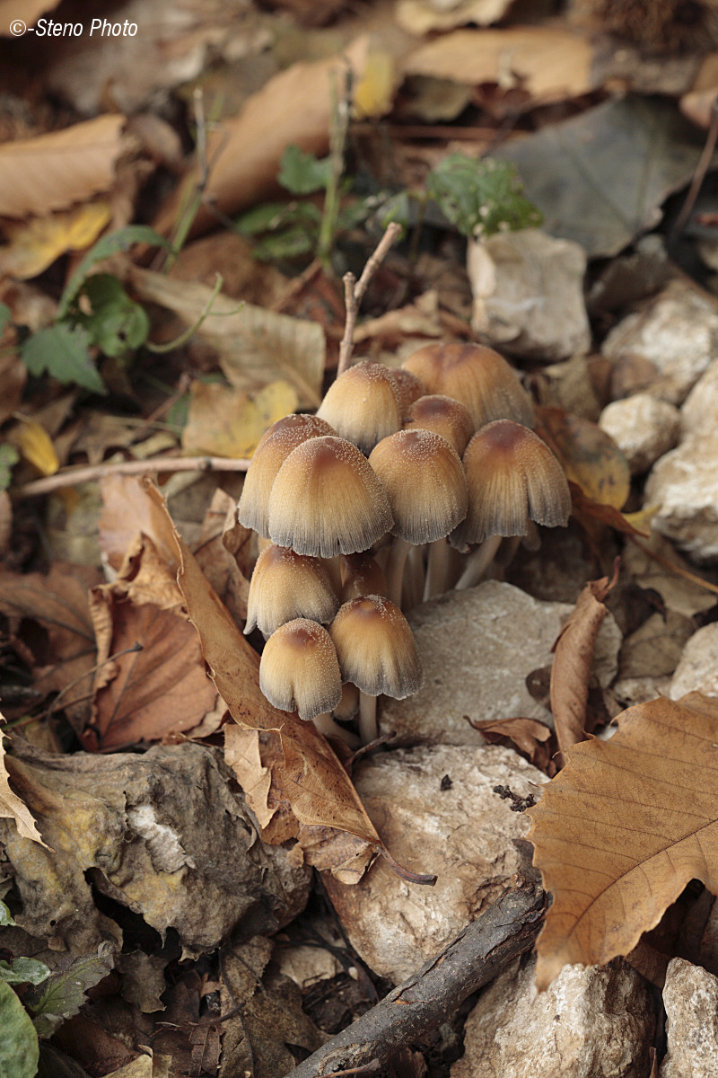 Small gifts of the undergrowth