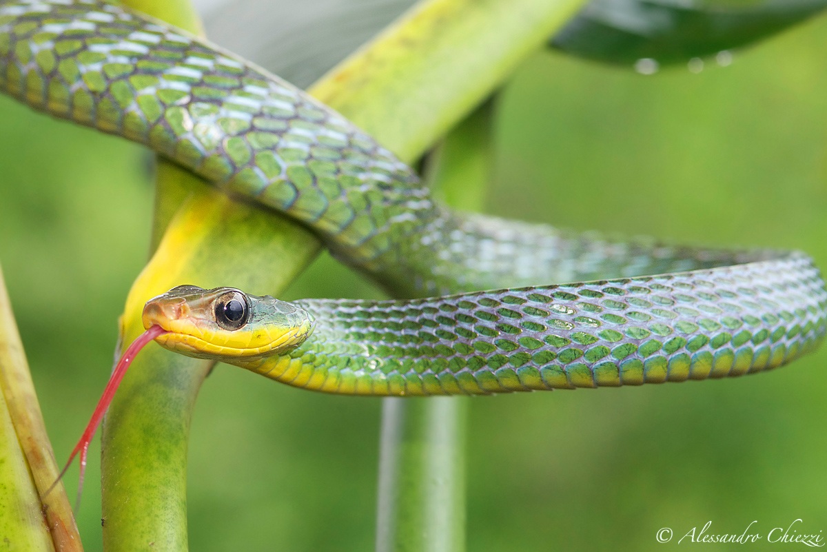 drymobius melanotropis