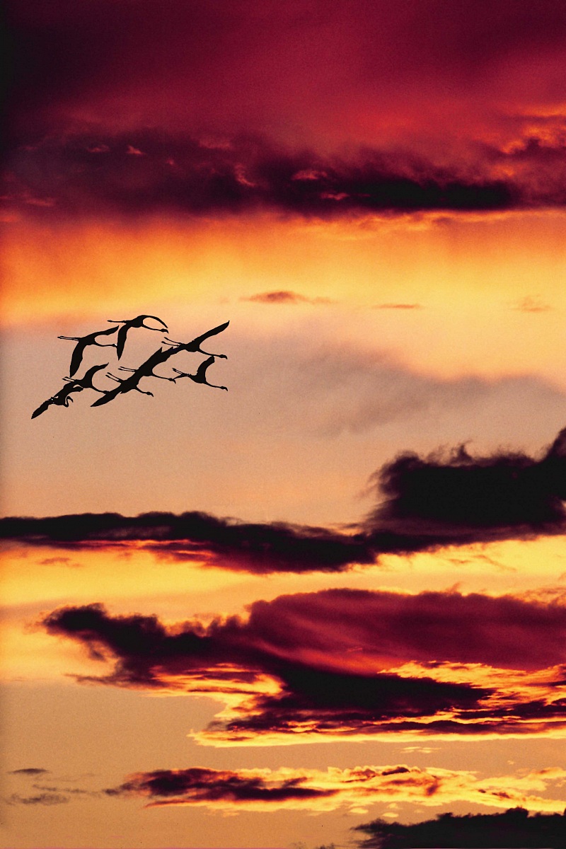 Flamingos in flight at sunset