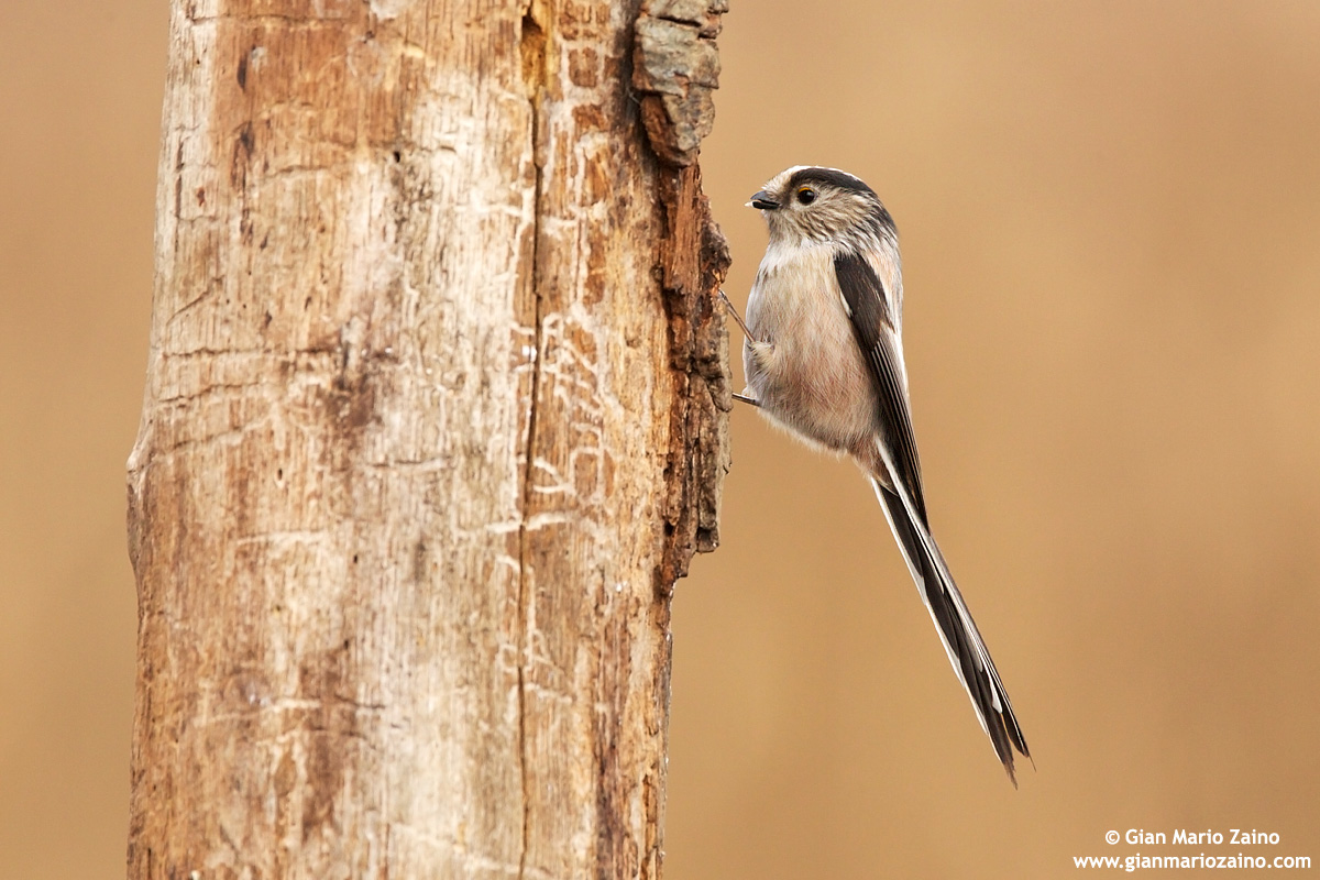 Aegithalos caudatus / Codibugnolo