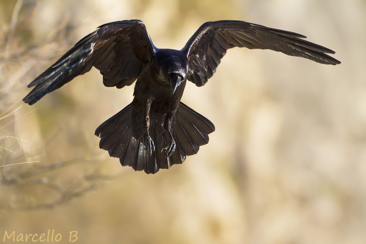 l' Angelo della Morte ! Corvo Imperiale - Alpi Apuane .