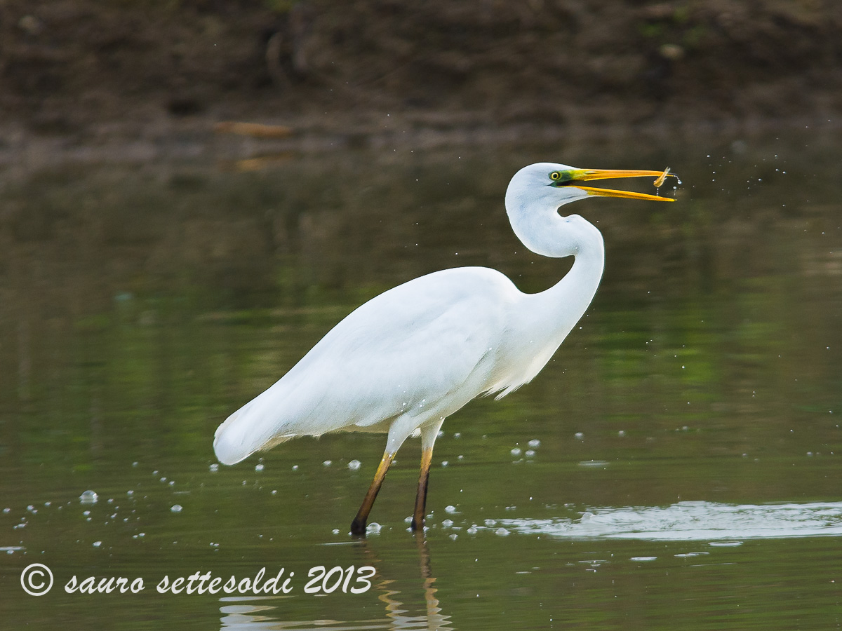 Airone bianco maggiore
