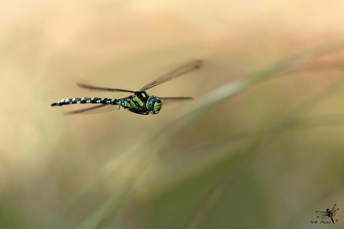 Volo in ombra. Aeshna cyanea, maschio