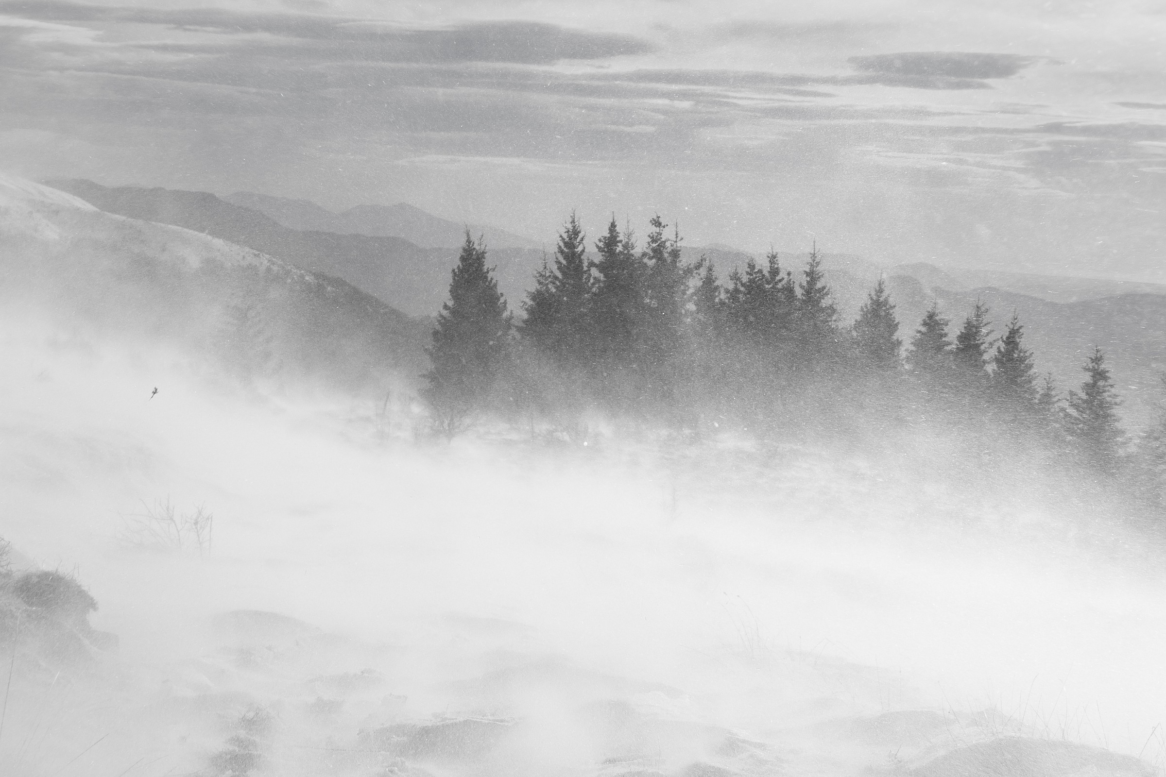 Immersed in the blizzard.