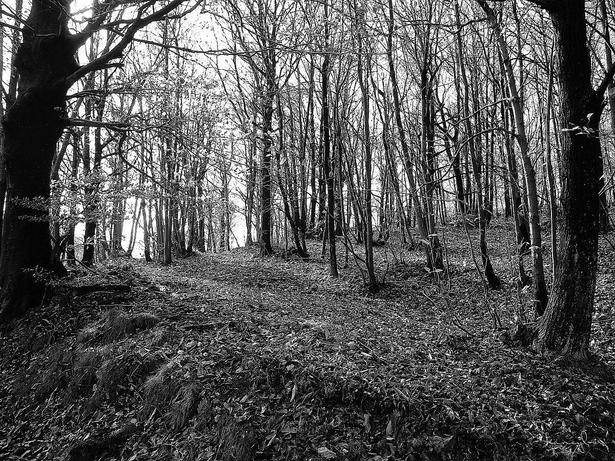 il bosco Martiri della Benedicta