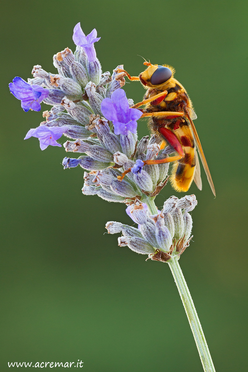 Milesia crabroniformis