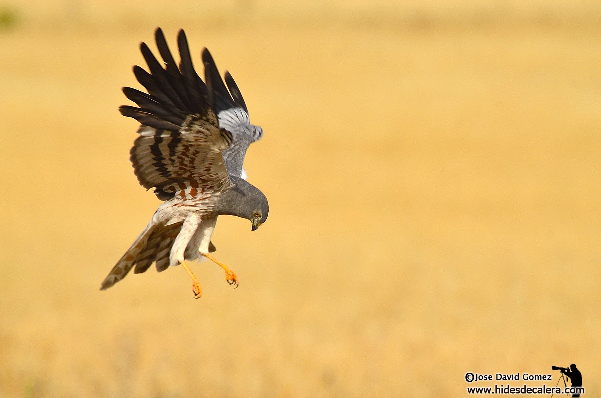 Montagu's Harrier in vuolo