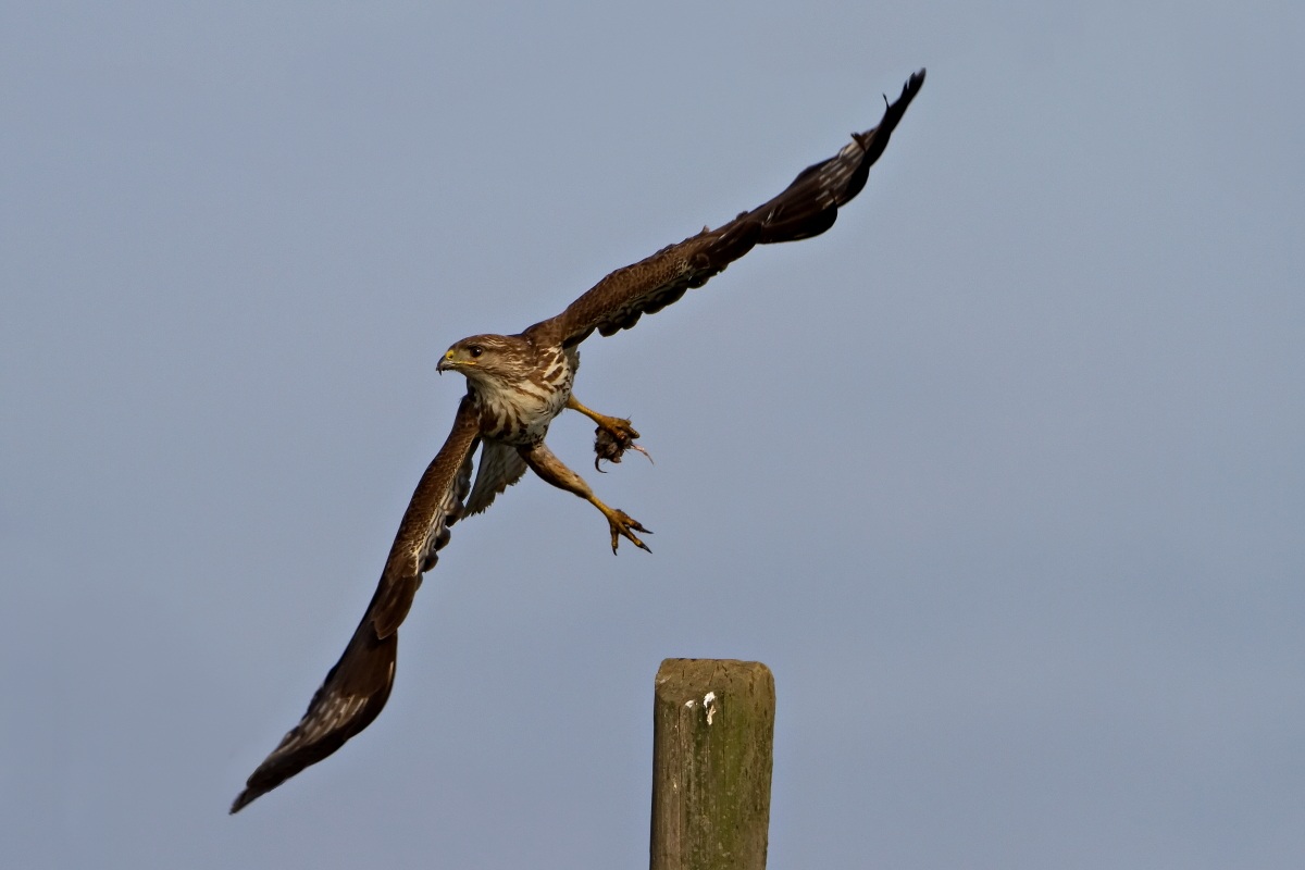 Buzzard with prey