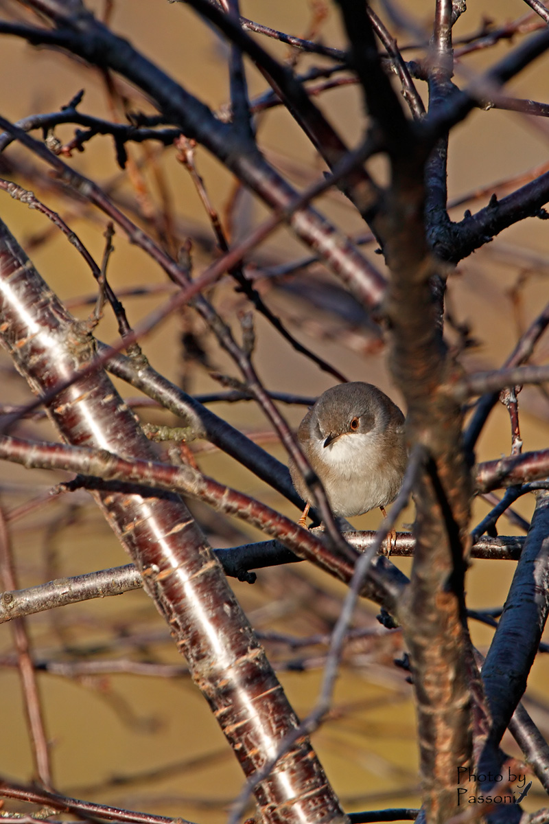 Occhiocotto femmina ambientata!