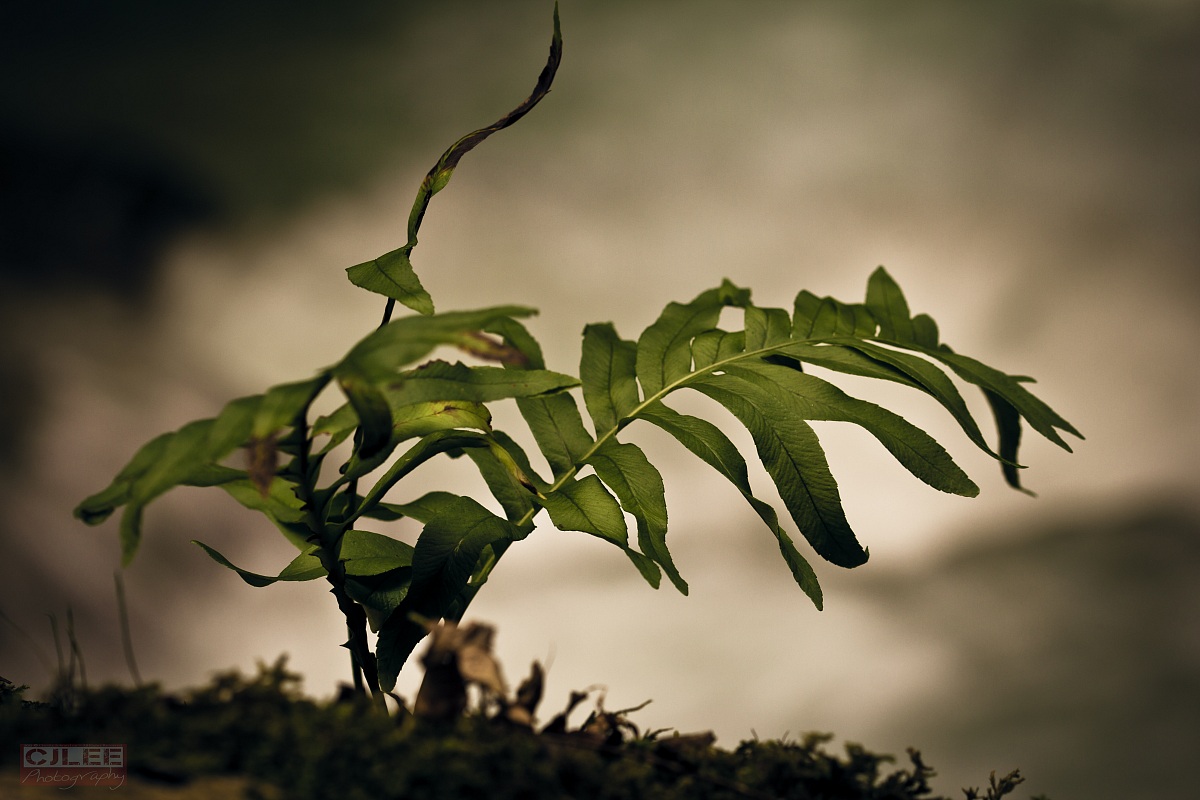 Riserva Naturale Valle dell'Orfento 1