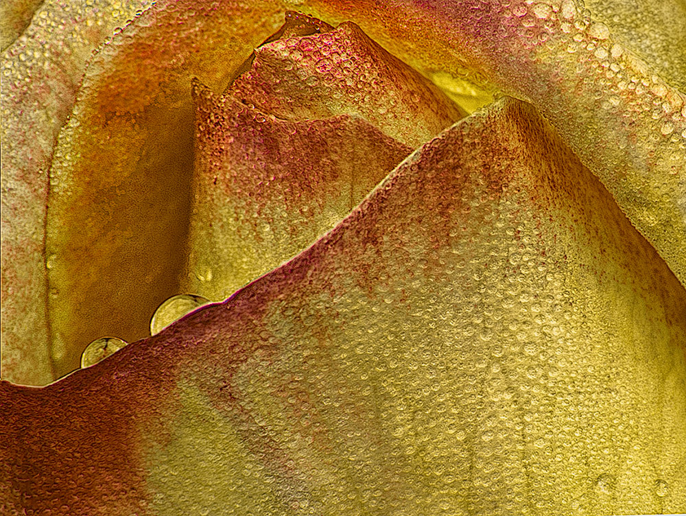 La regina d'inverno vestita d'oro