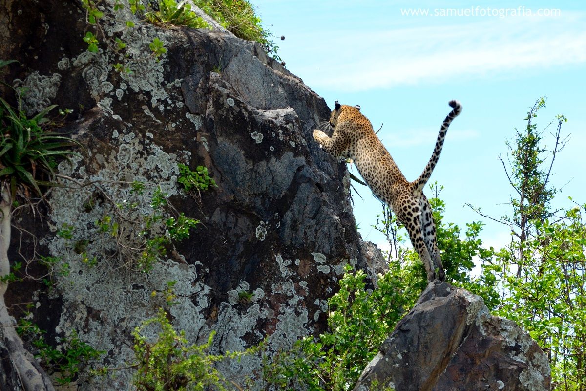 Salto del leopardo