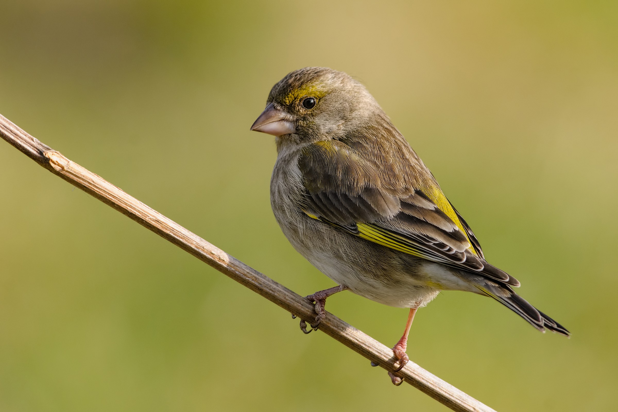 Greenfinch (Chloris chloris)