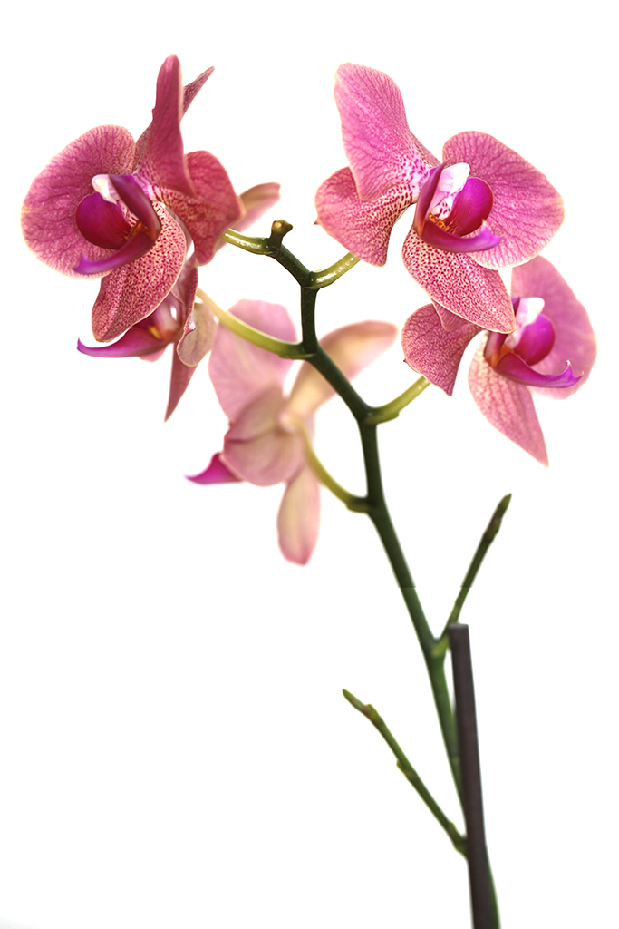 Orchids