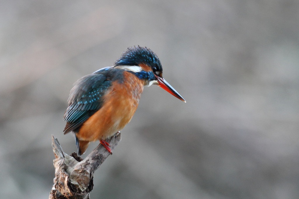 Kingfisher