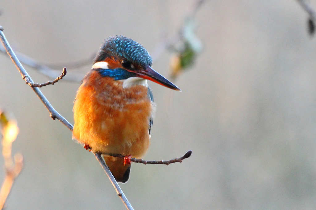 Kingfisher 2