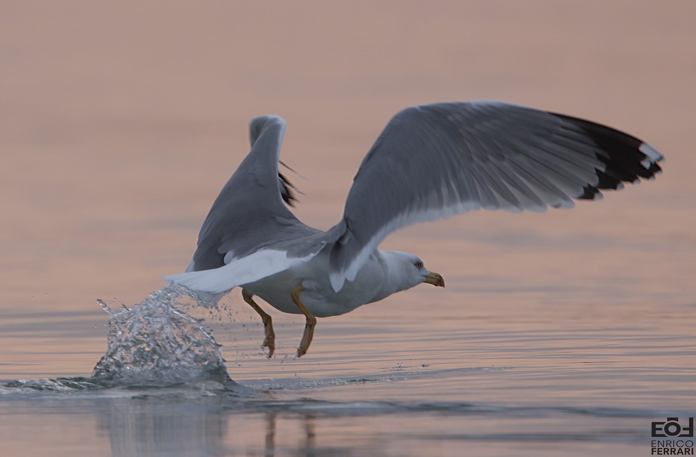 herring gull