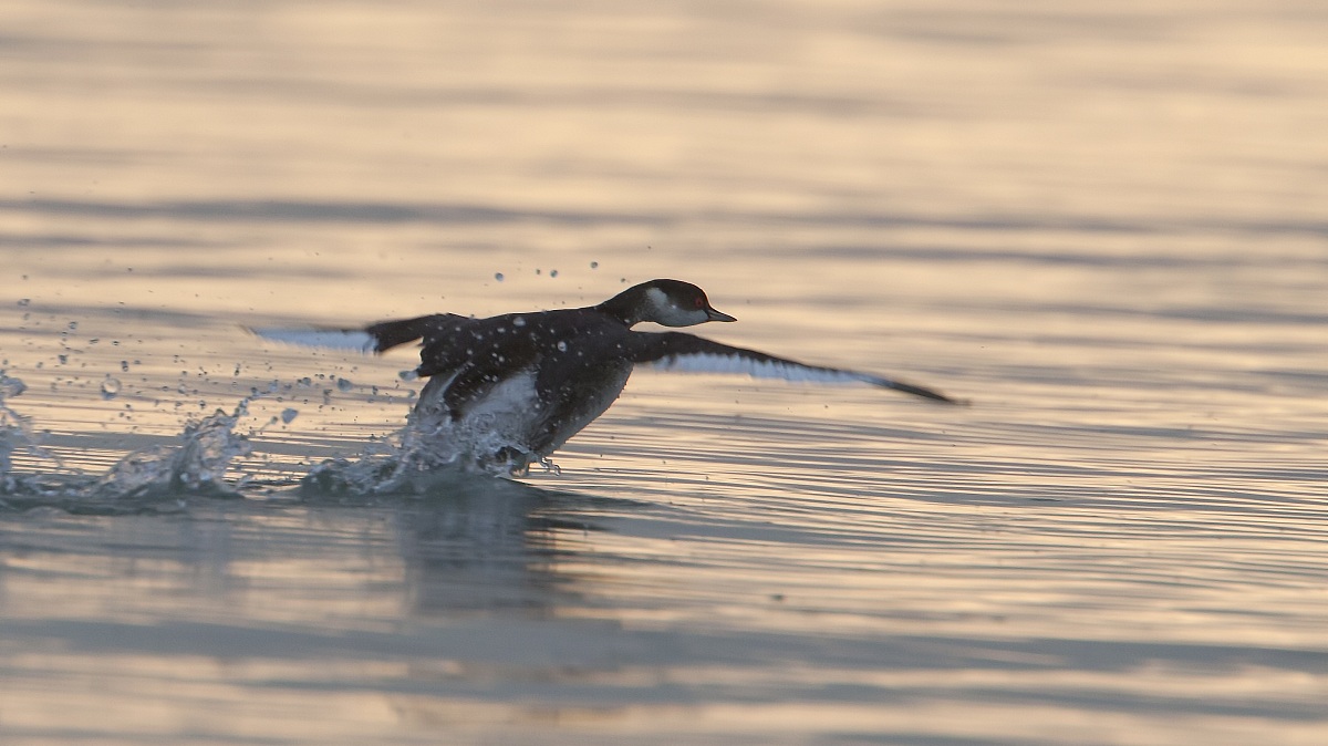 Black-necked Grebe