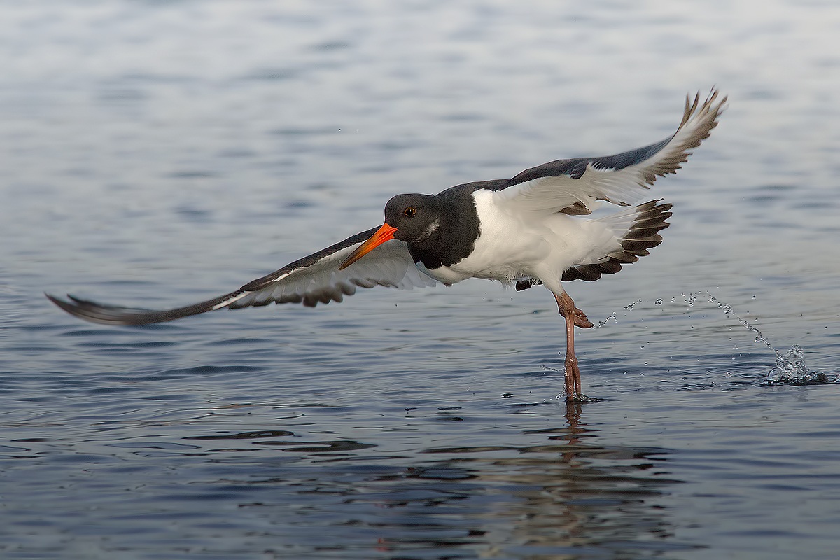 ...prossima all'atterraggio..!