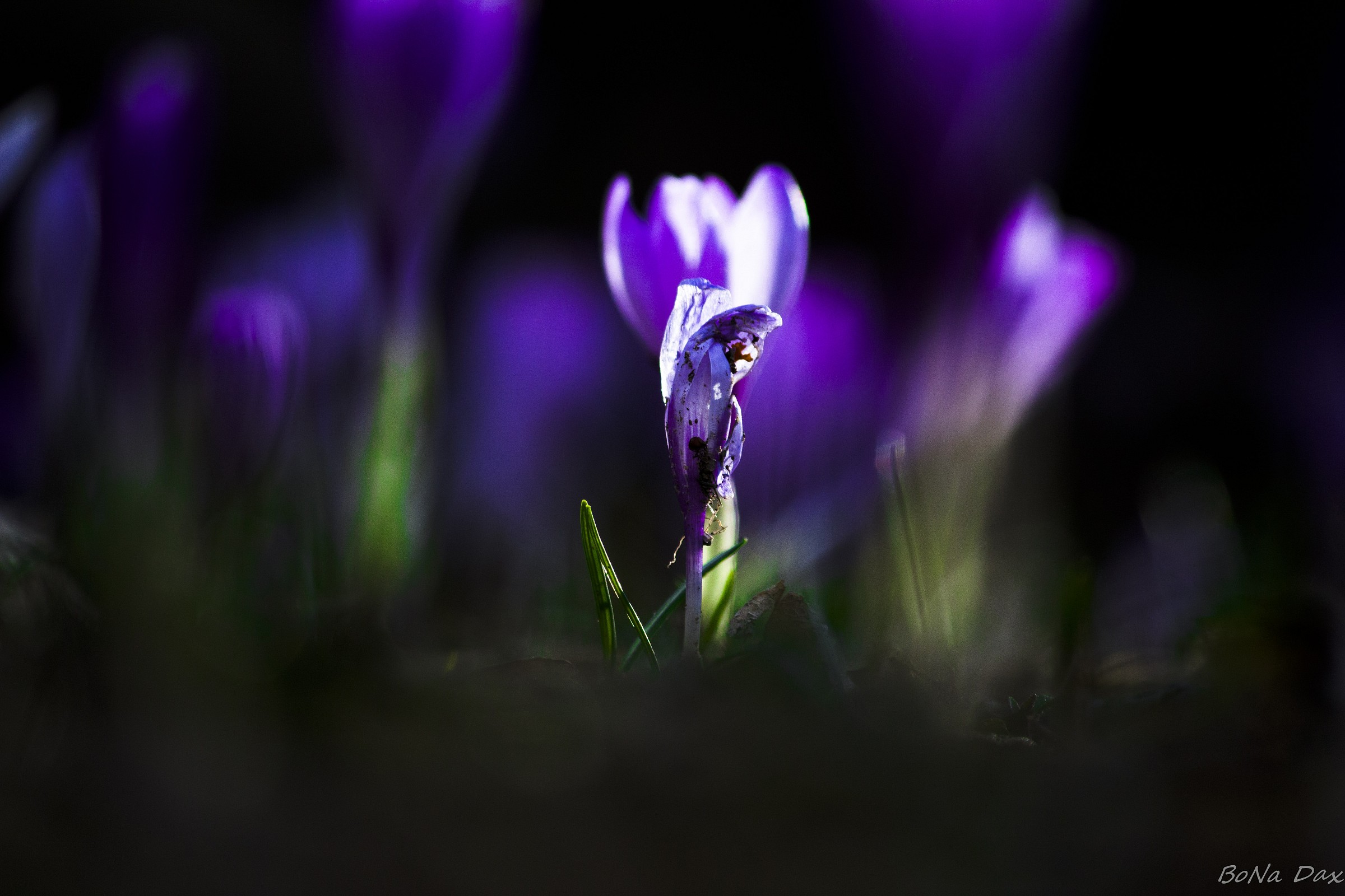 The last birth of the Snowdrop